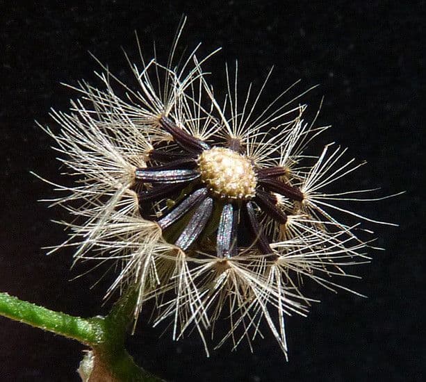 Fleckige Habichtskraute 5