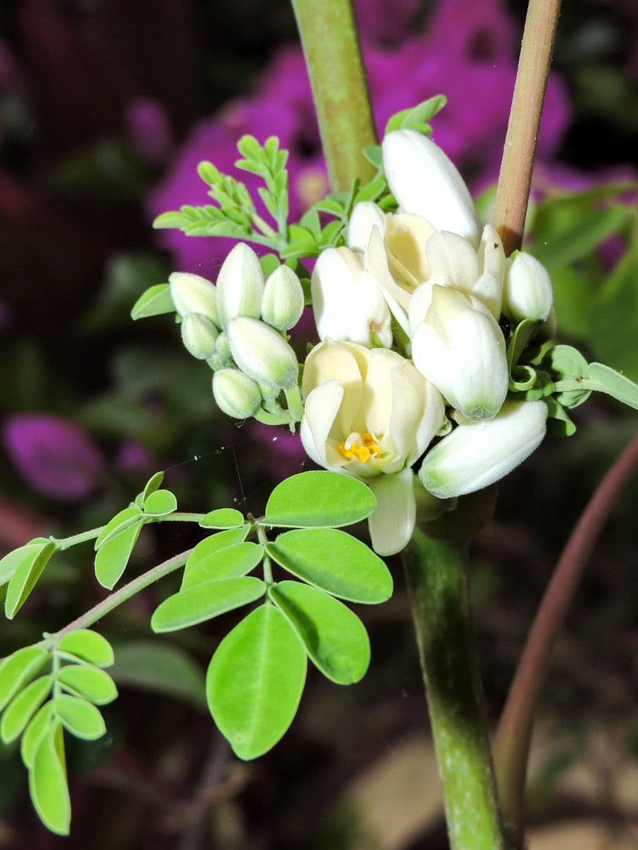 Moringa 9