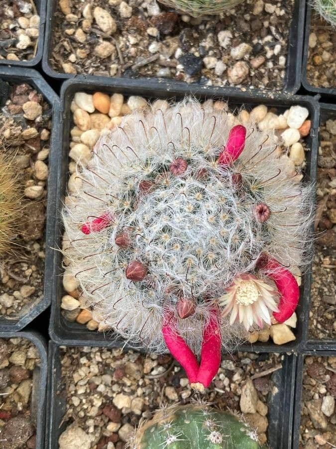 Cactus 2