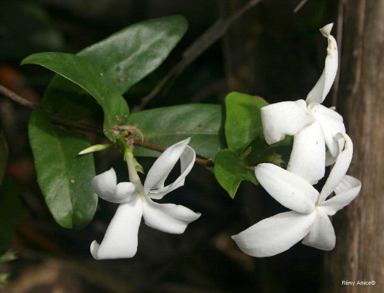 Atractocarpus 2
