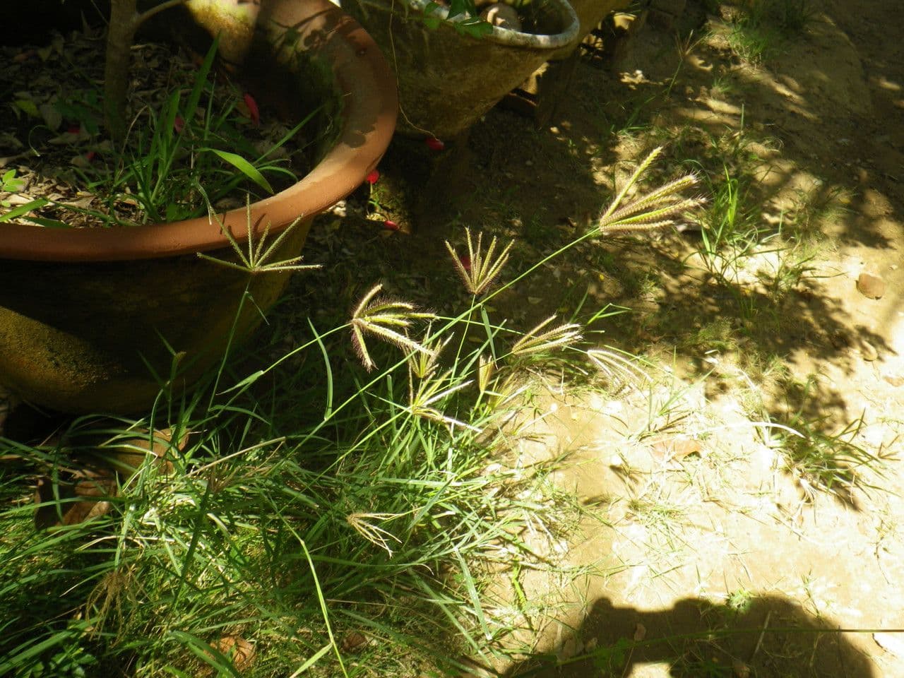 Chloris barbata 12