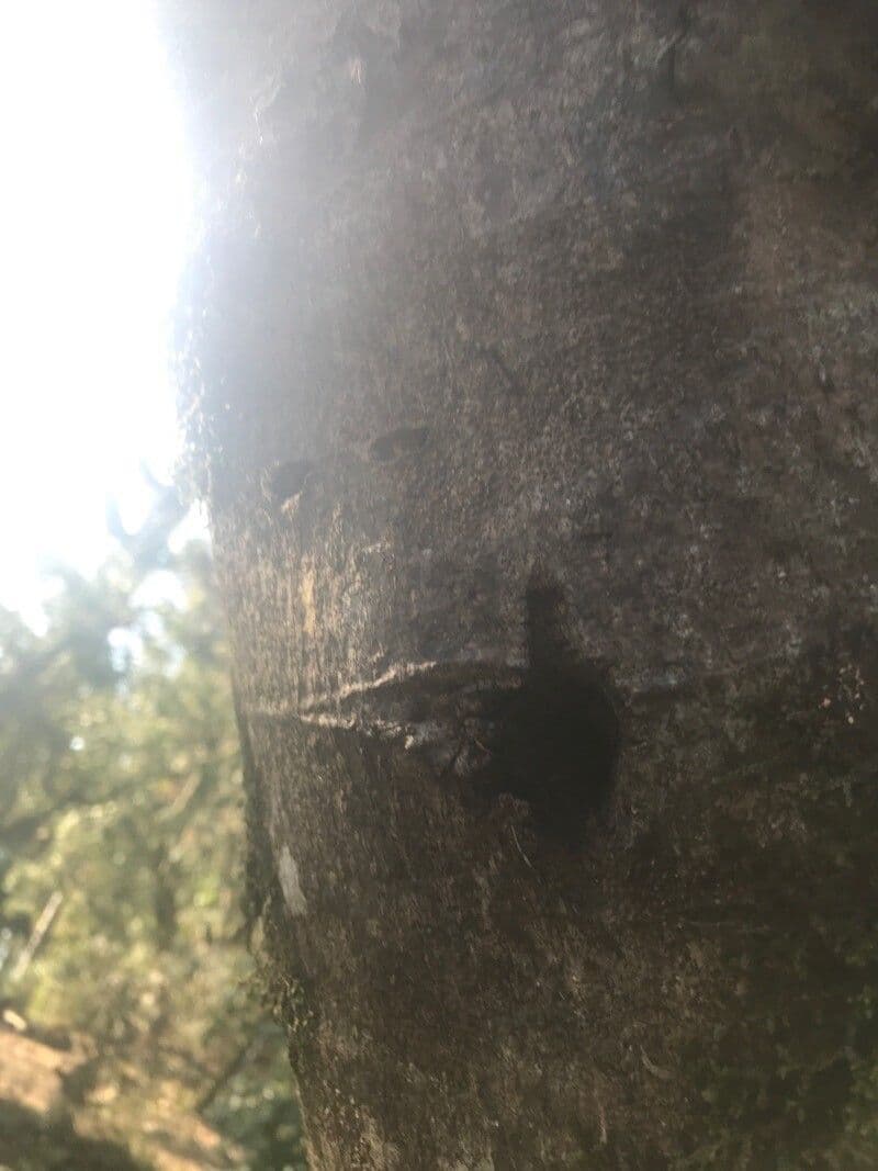 Zanthoxylum fagara 15