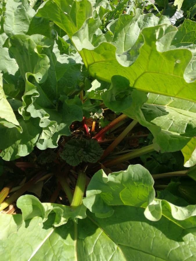 Rabarbaro da giardino 23