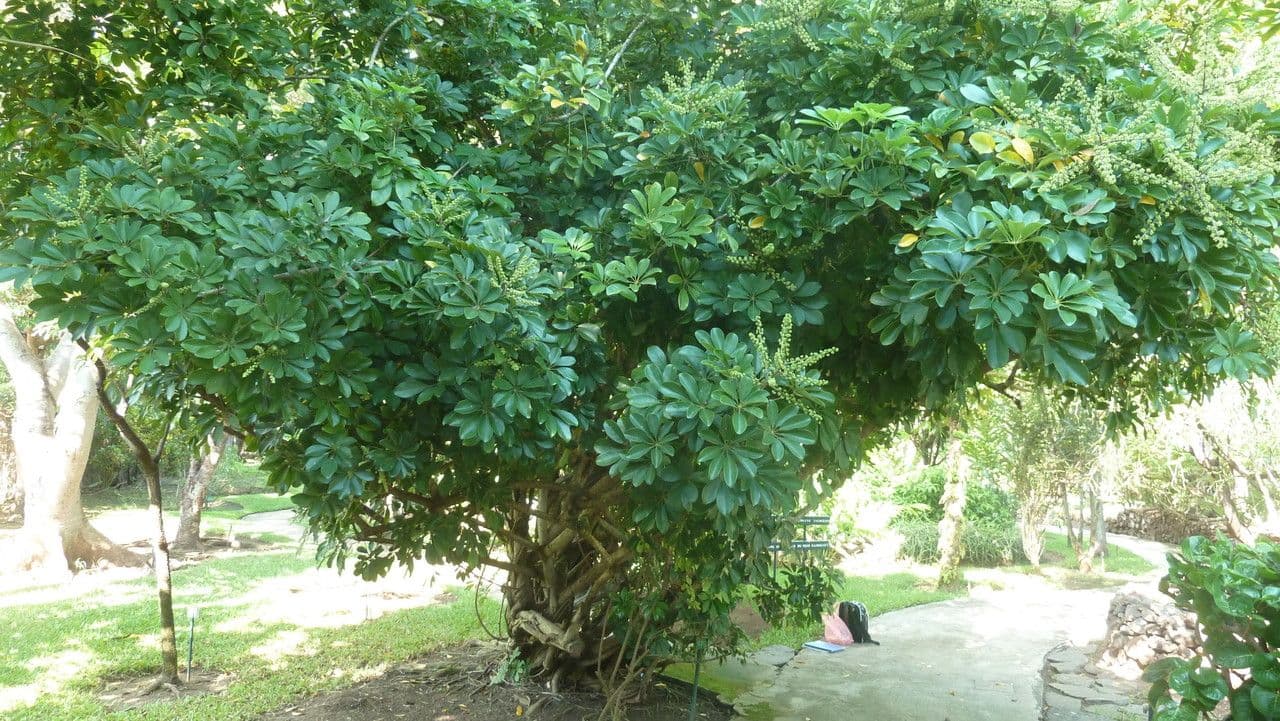Schefflera arbicole 12