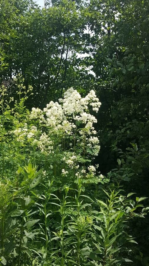 Thalictrum pubescens 11