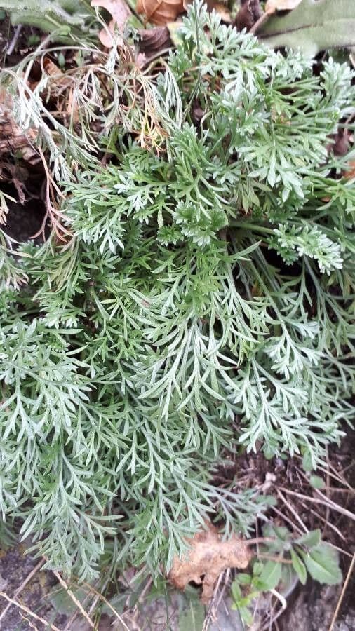 Field sagewort 20