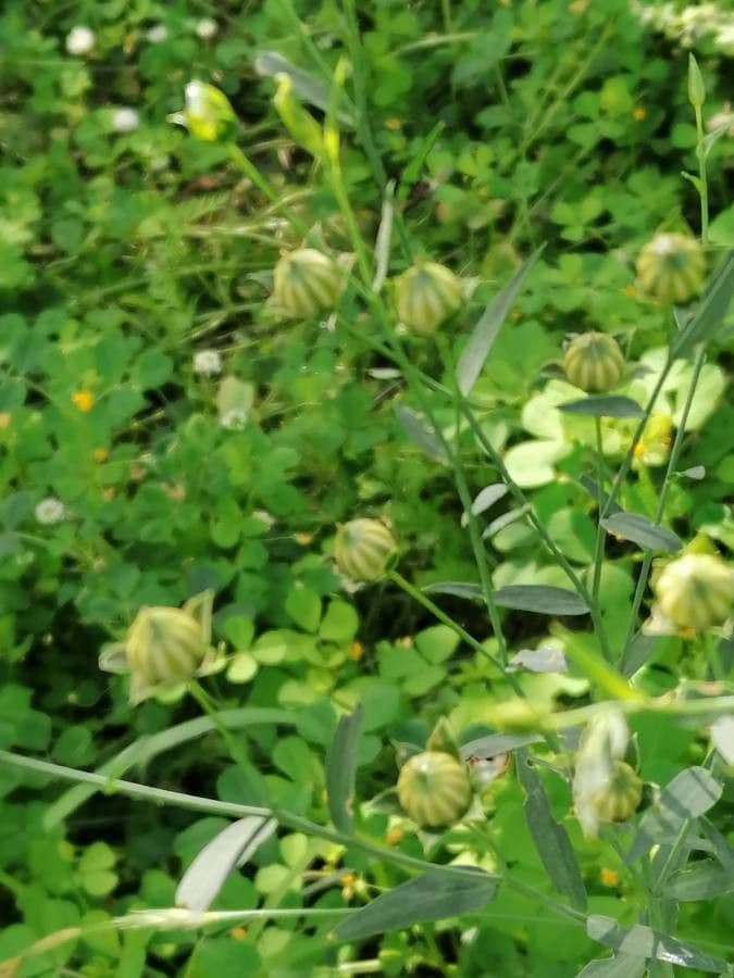 Linseed 29