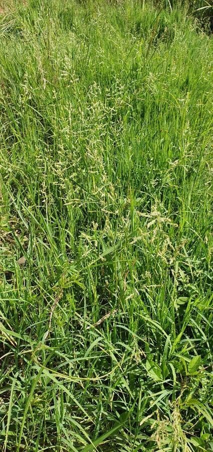 Leersia hexandra 6