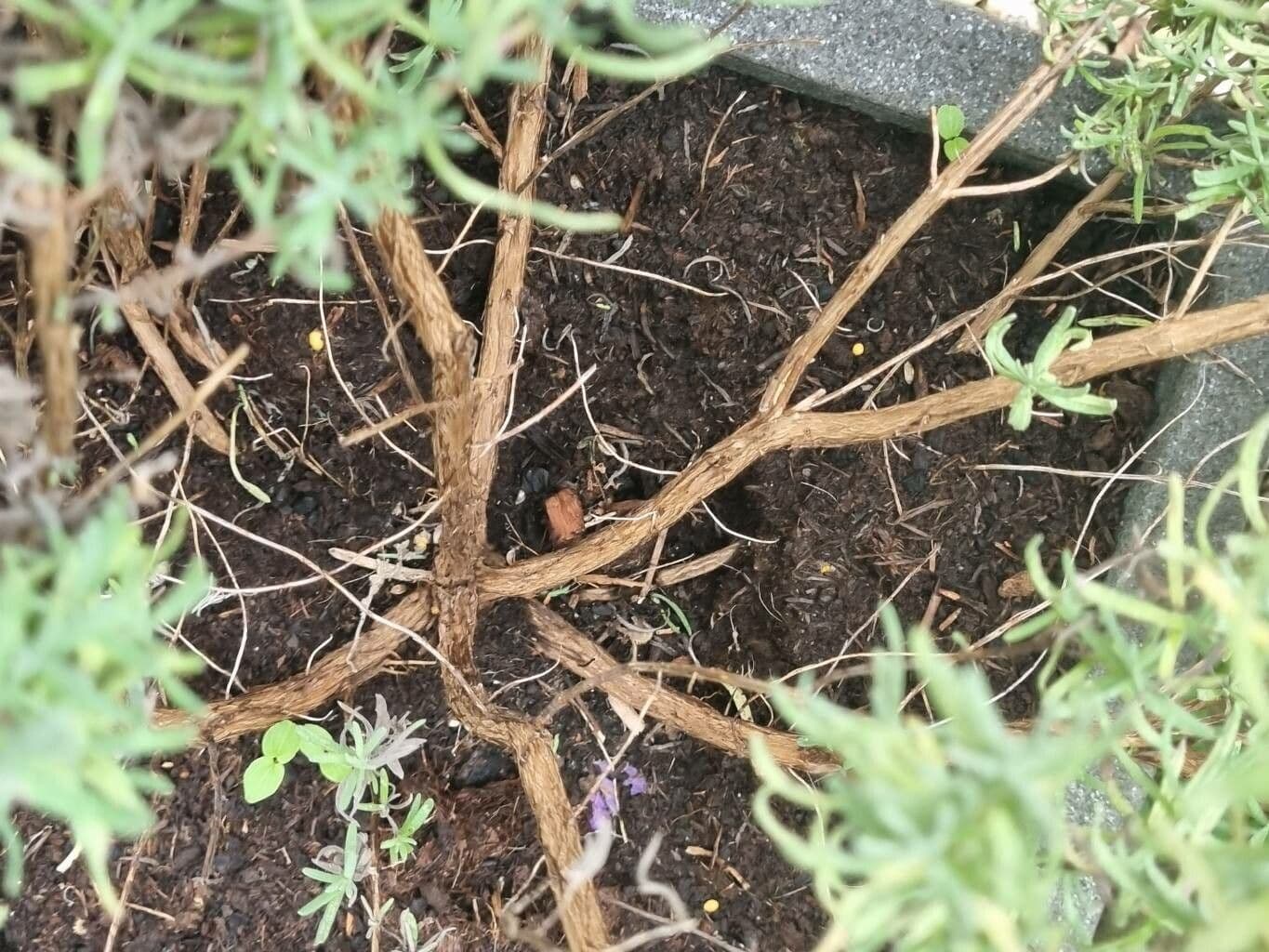 Lavanda selvatica 25