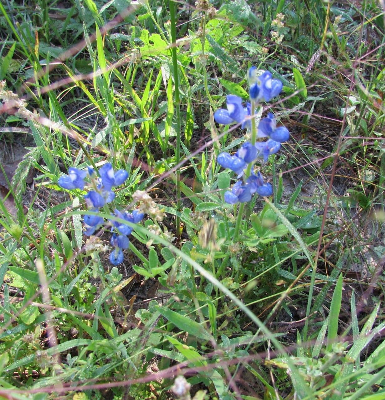Texas-Blumenkappe 10