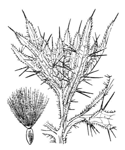 Picnomon acarna 27