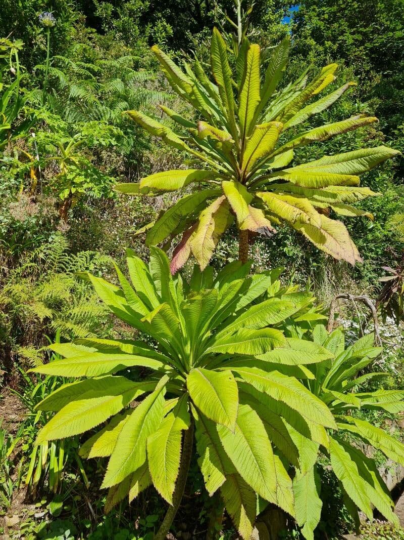 Lobelia 6