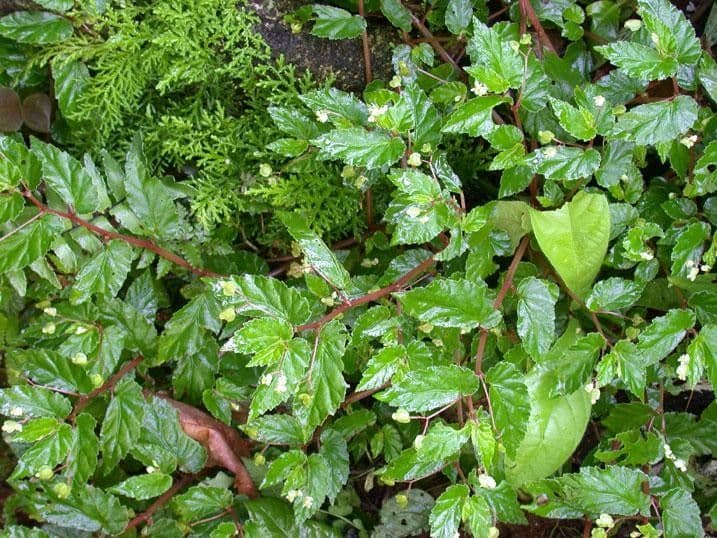 Begonia 2