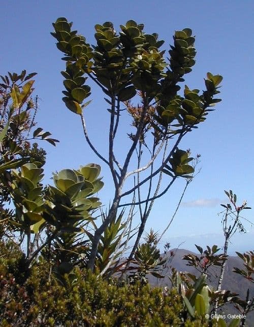 Planchonella