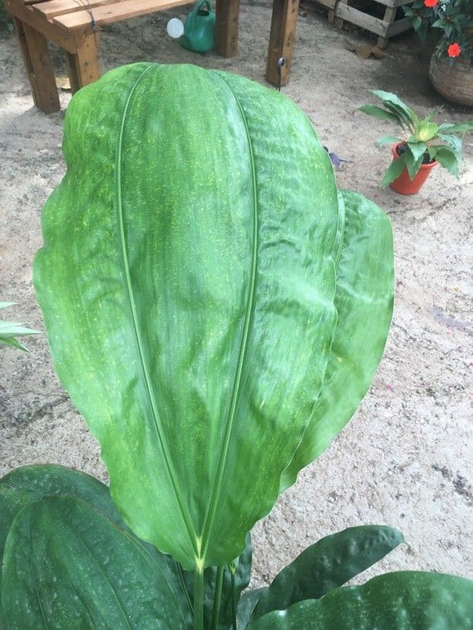 Cyclanthus 15