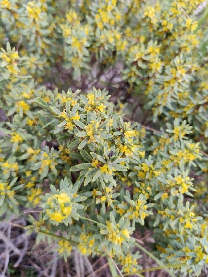 Daphne tinctoria