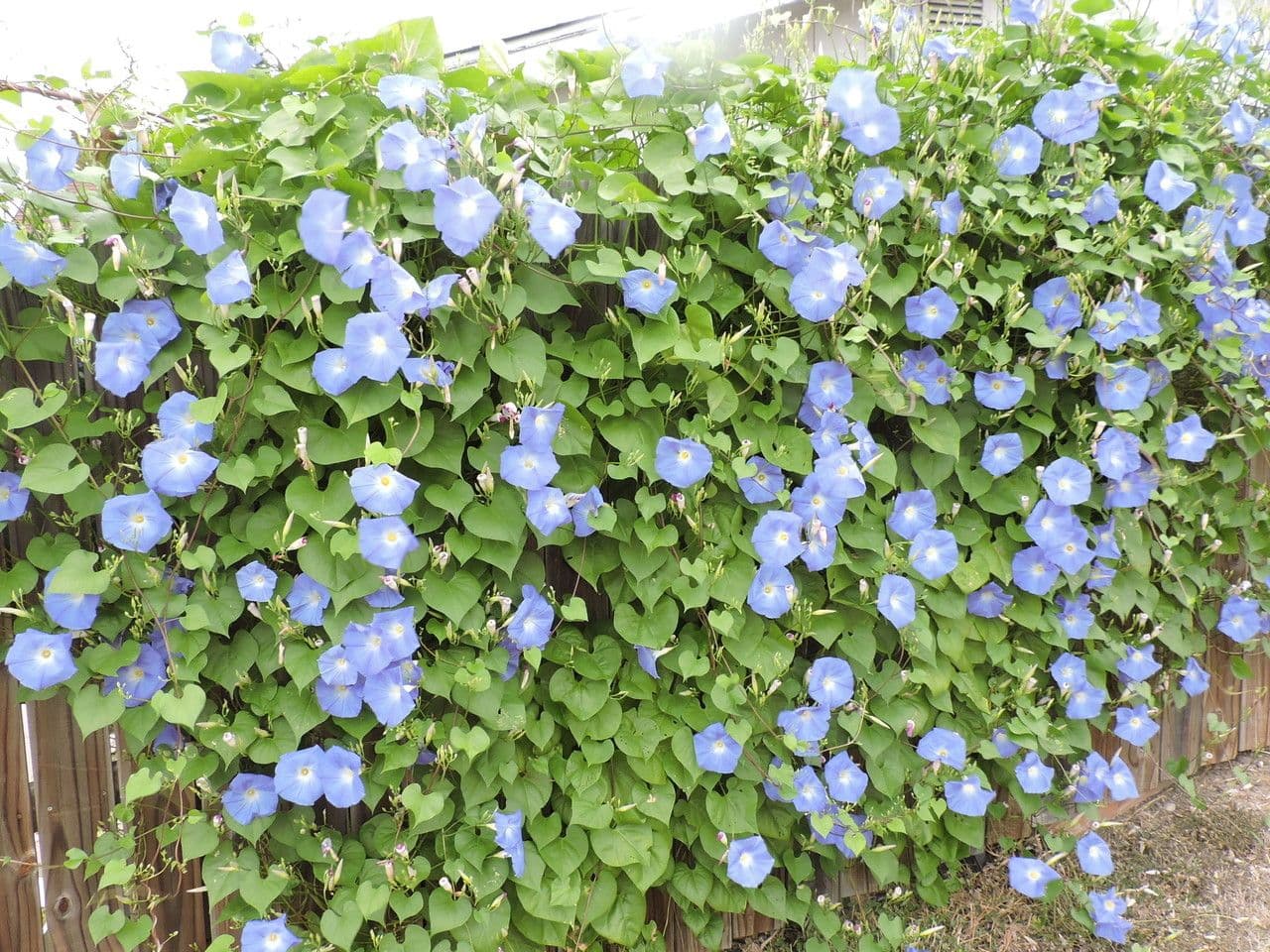 Ipomoea tricolor 8