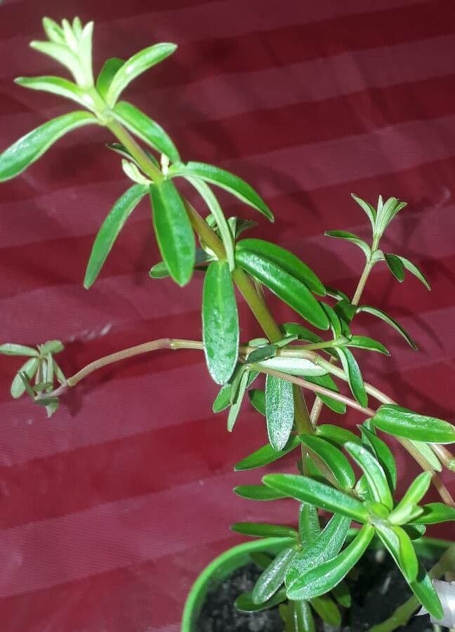 Peperomia 5