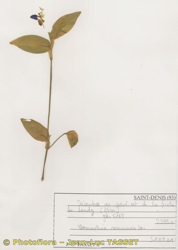 Commelina comune 27