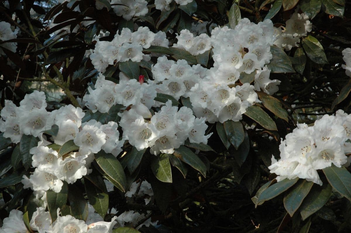 Rododendron Bureava