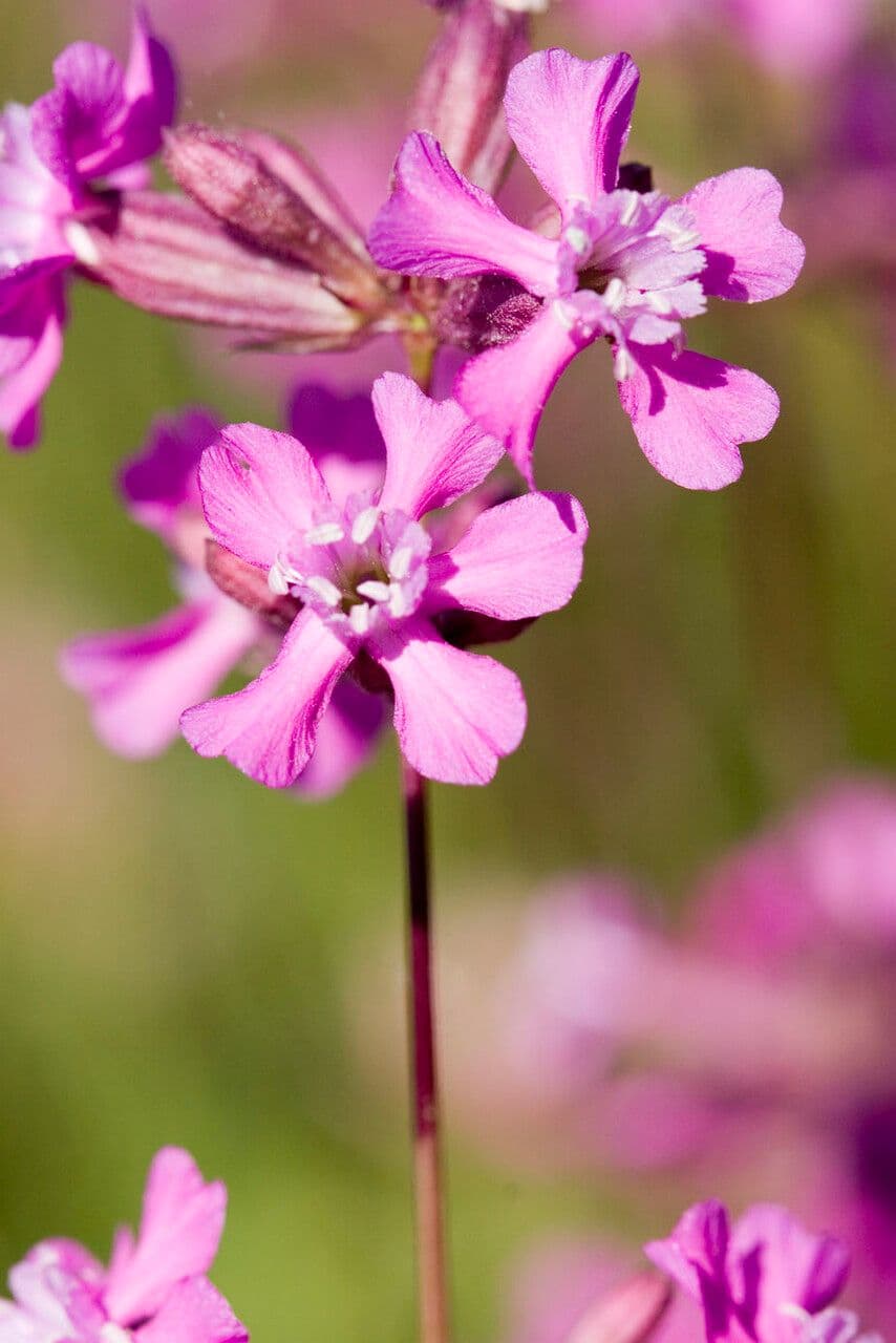 Silene viscido 5