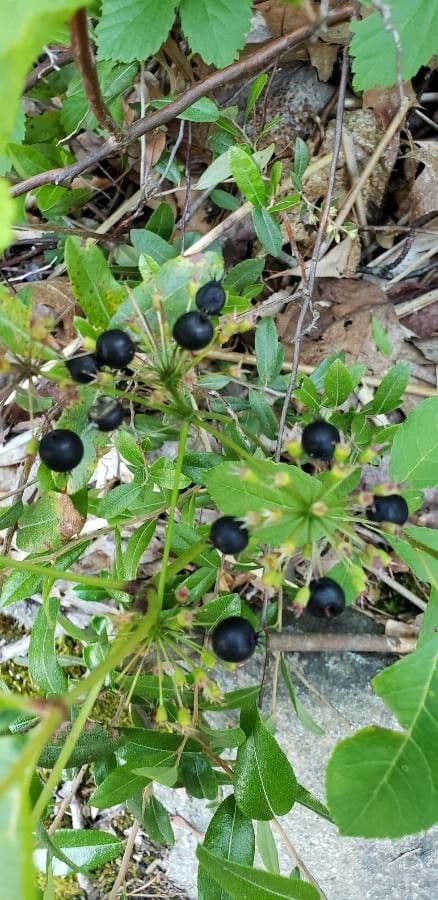 Aralia a stelo nudo 5