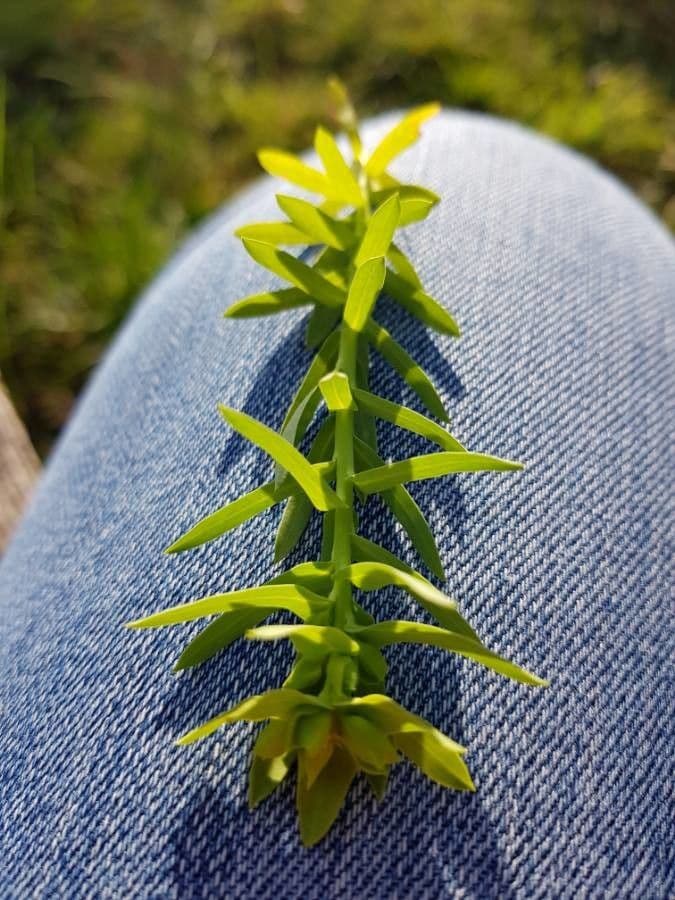 Kleine Wolfsmilch 22