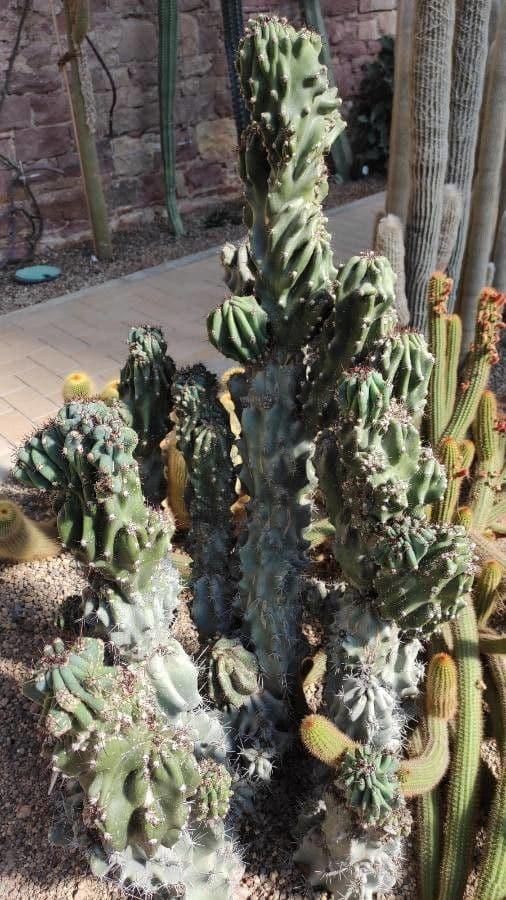 Cactus seto 6