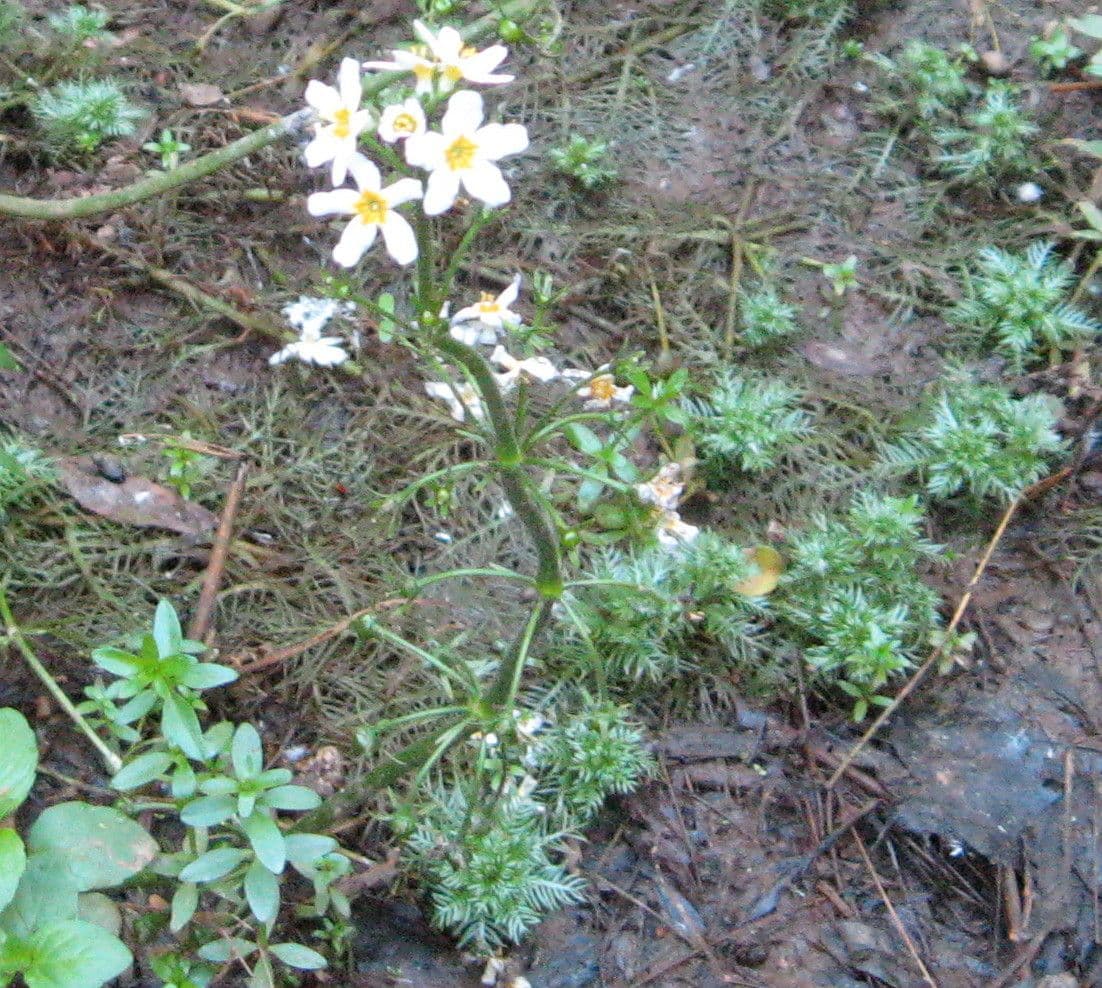 Erba scopina 13