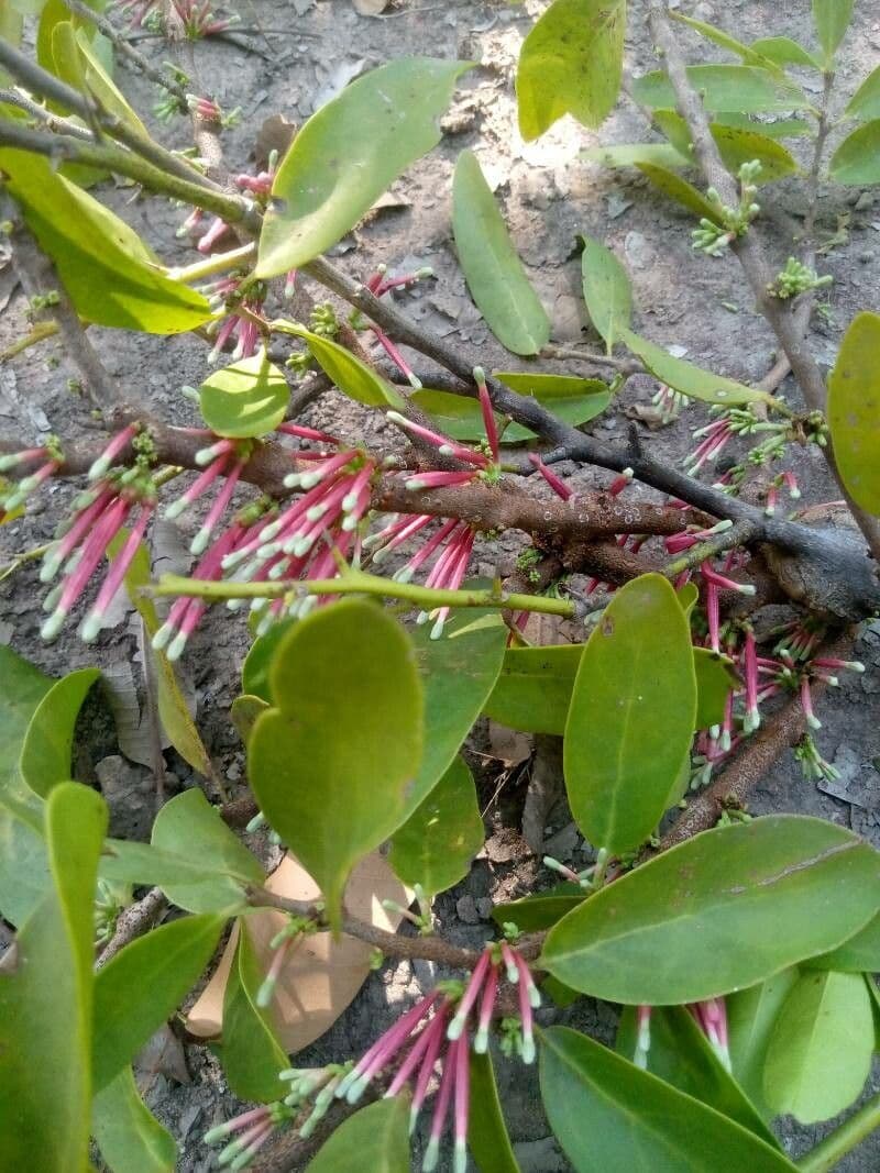 Tapinanthus 11