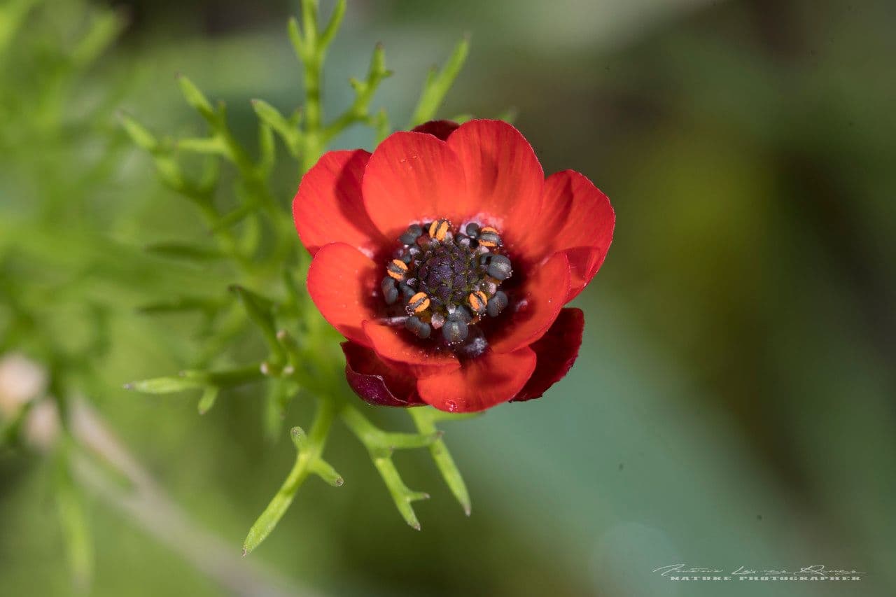 Adonis annuale 9