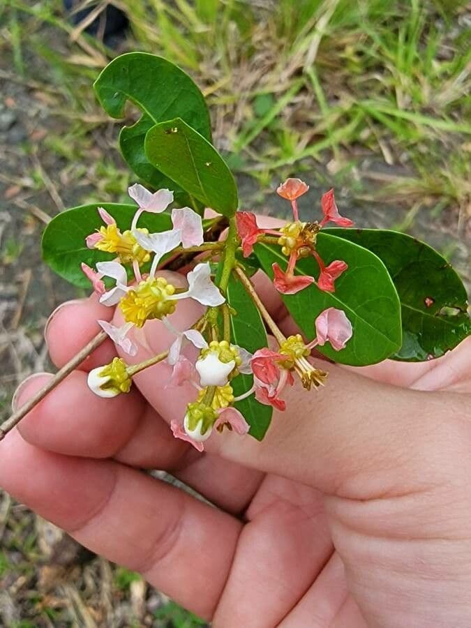 Byrsonima 6