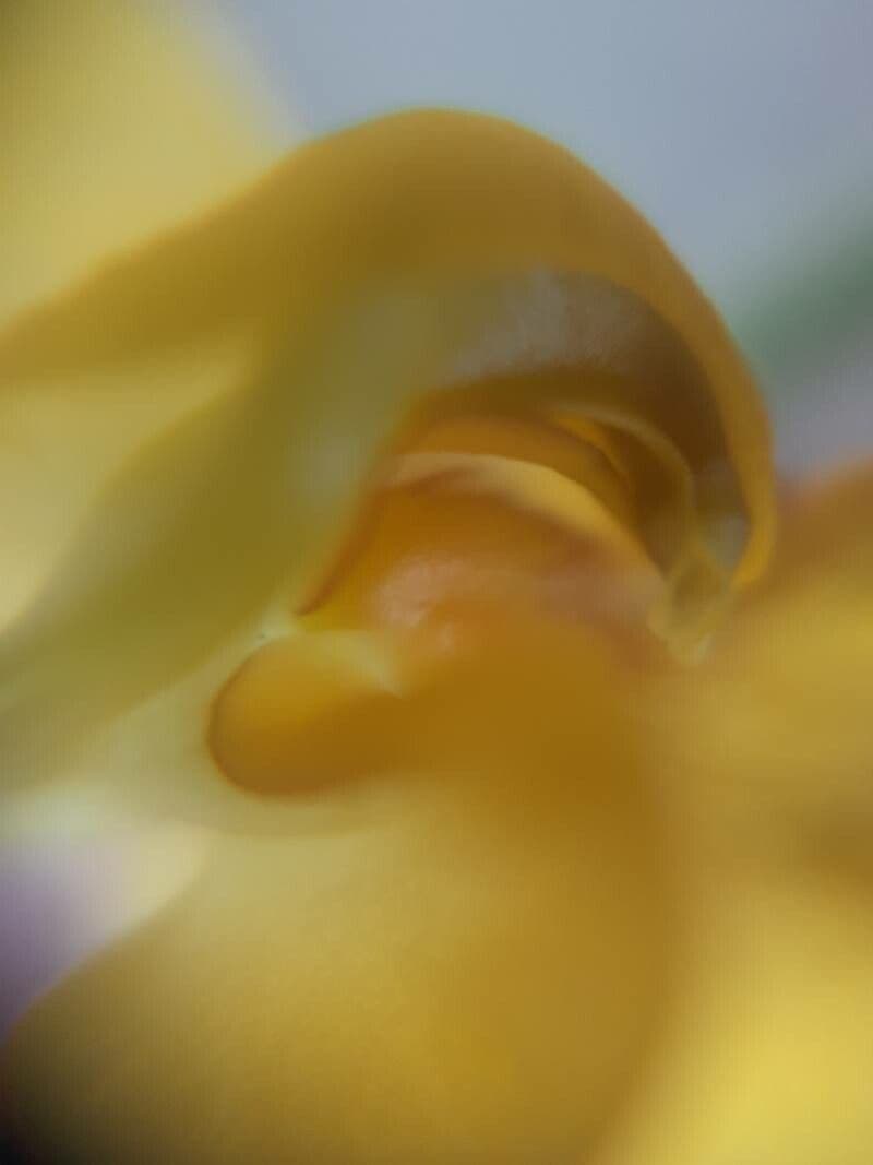 Mungbohne 8