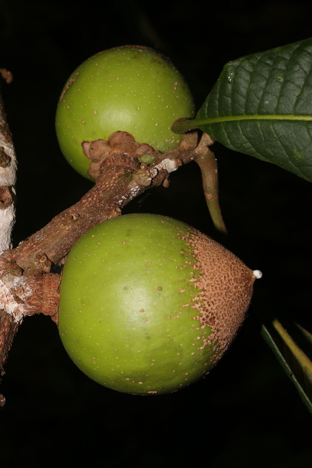 Pouteria 5