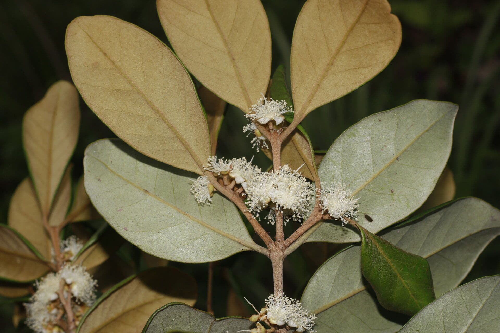 Eugenia 6