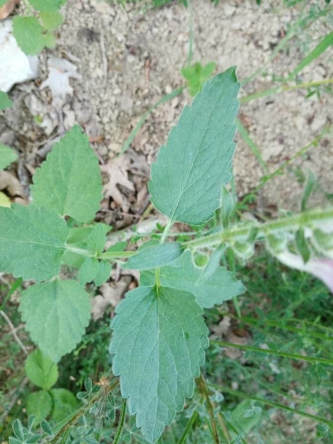 Tarczyca Columny 20