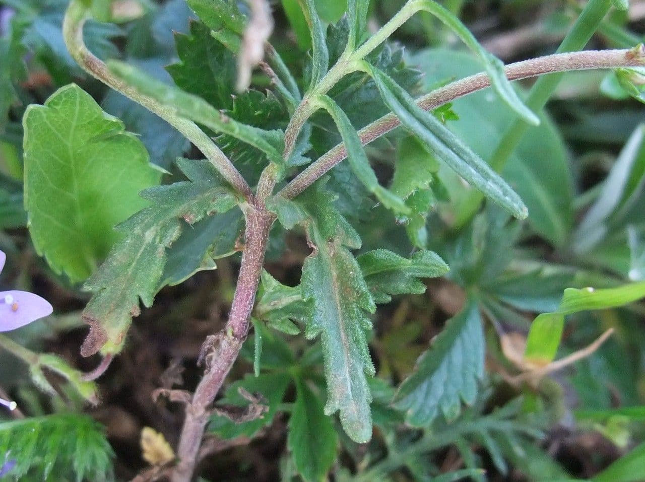 Veronica prostrata 13