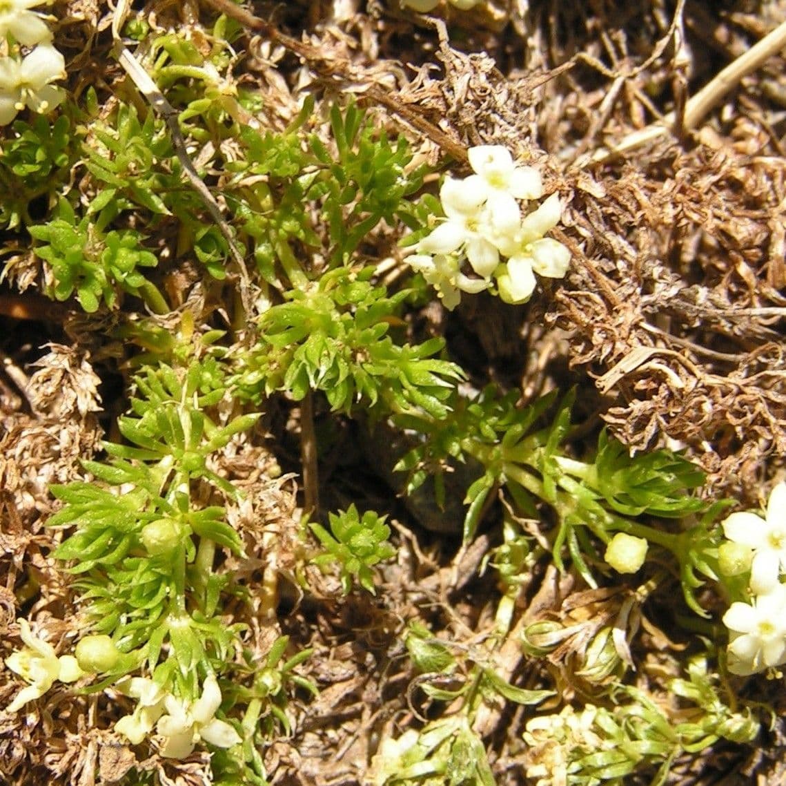 Rubiacea 8