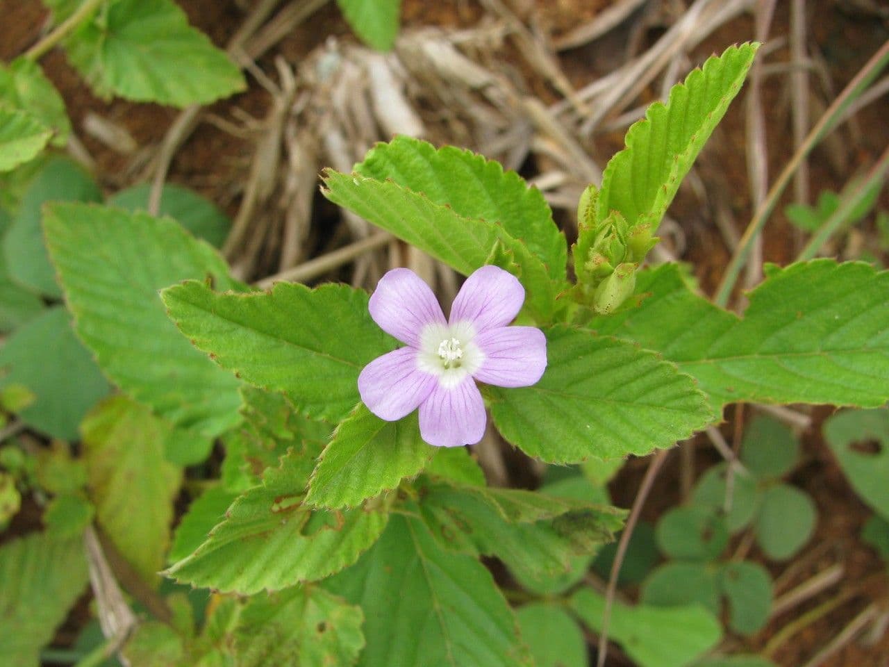 Melochia villosa 3