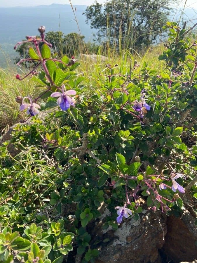 Lantana 18