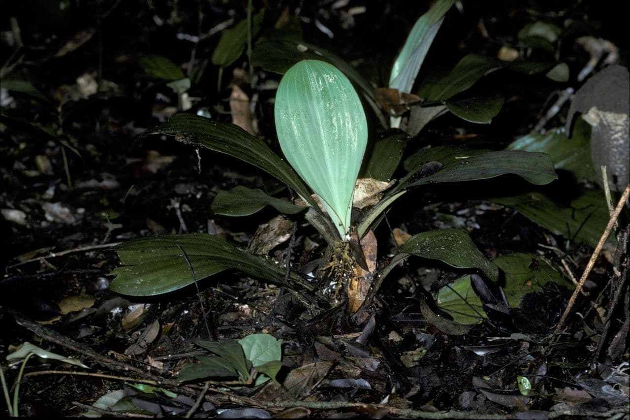 Palisota