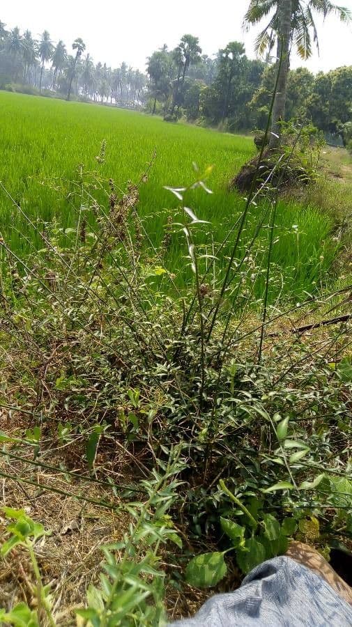 Dattier du désert 25