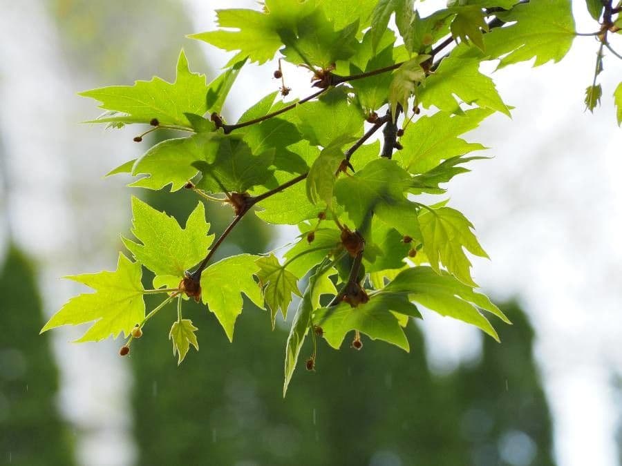 Platanus orientalis 18