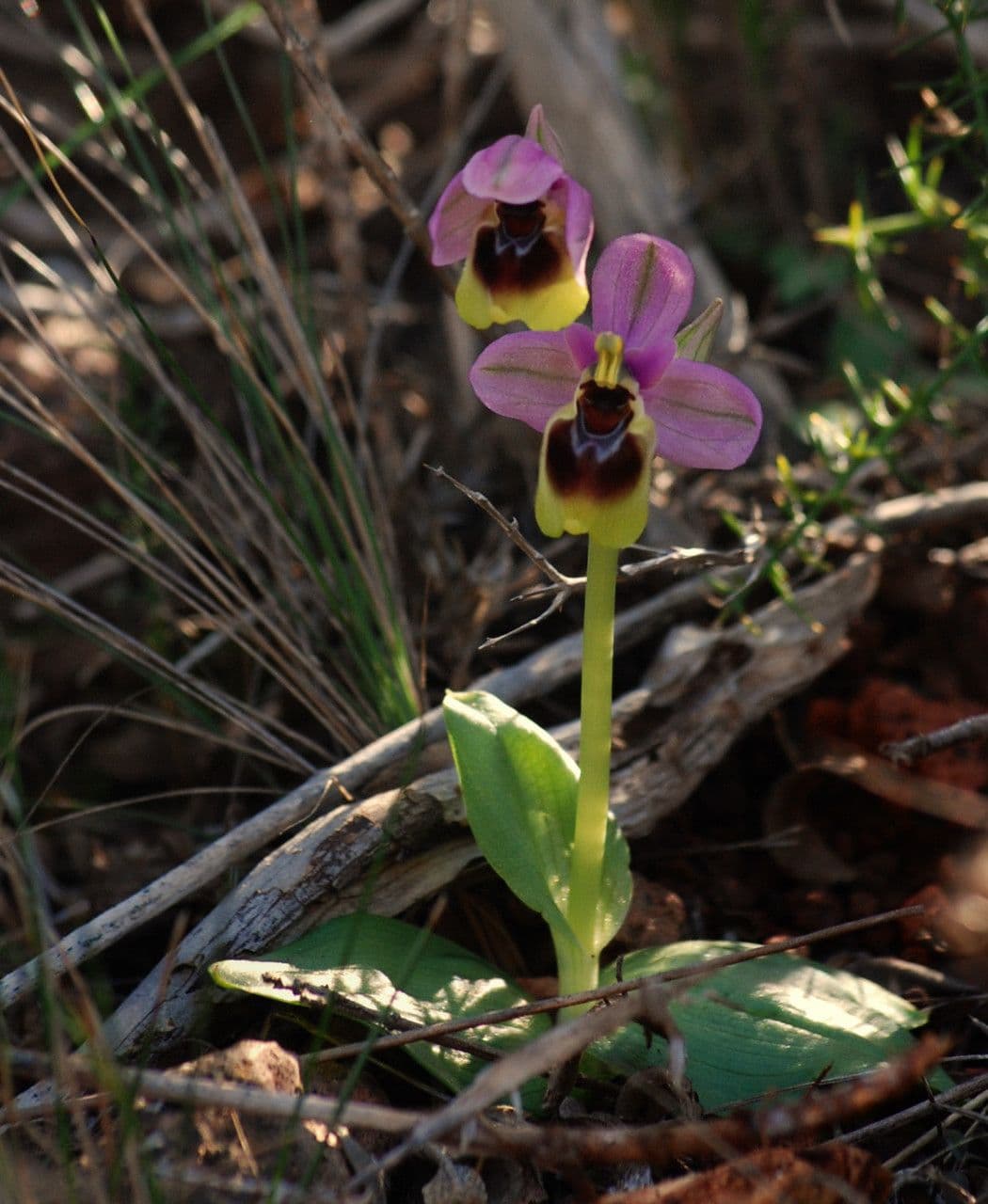 Ophrys tenthredinifera 10