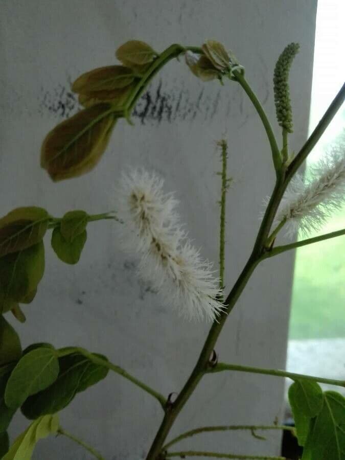 Caesalpinienblättrige Mimose 9
