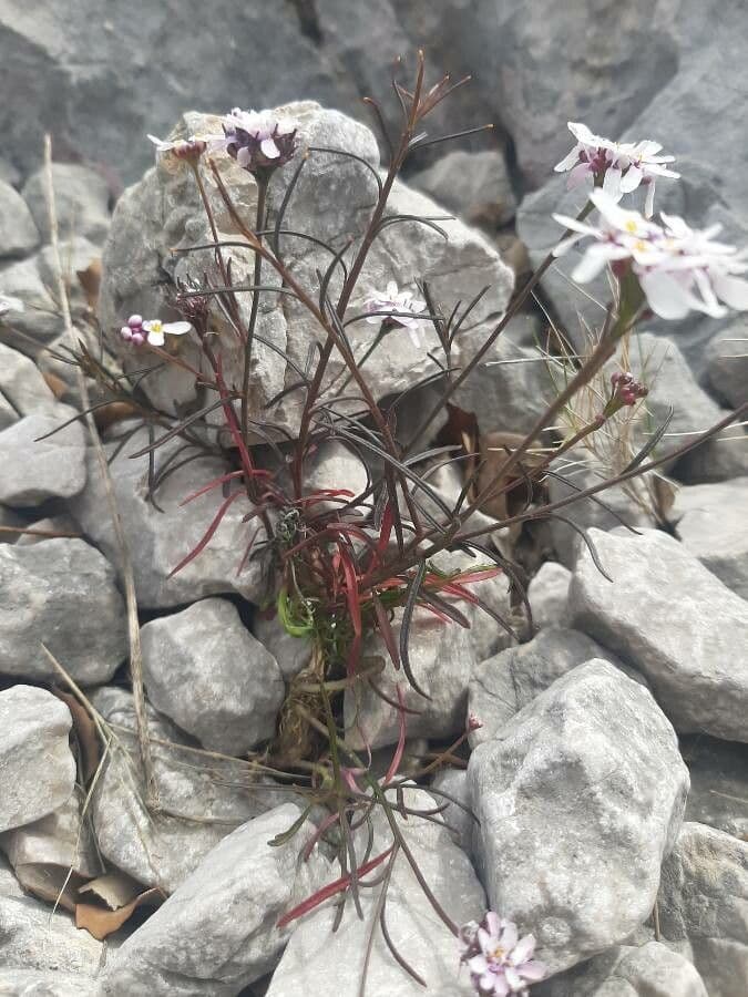 Schiffchenblättrige Schleifenblume 18