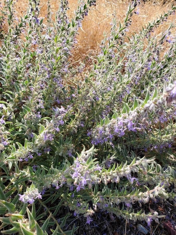 Trichostema lanceolatum 16