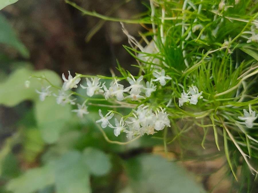 Phymatidium delicatulum 5