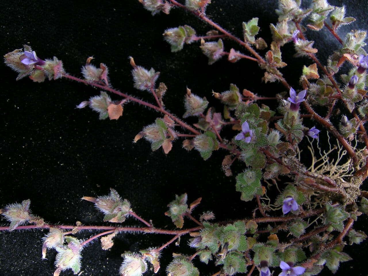 Cyananthus 3