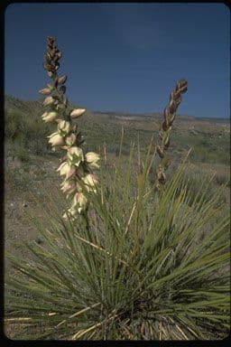Schmalblättrige Yucca 6